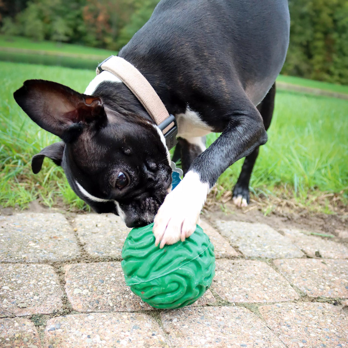 PetKore Luna Ball for dogs