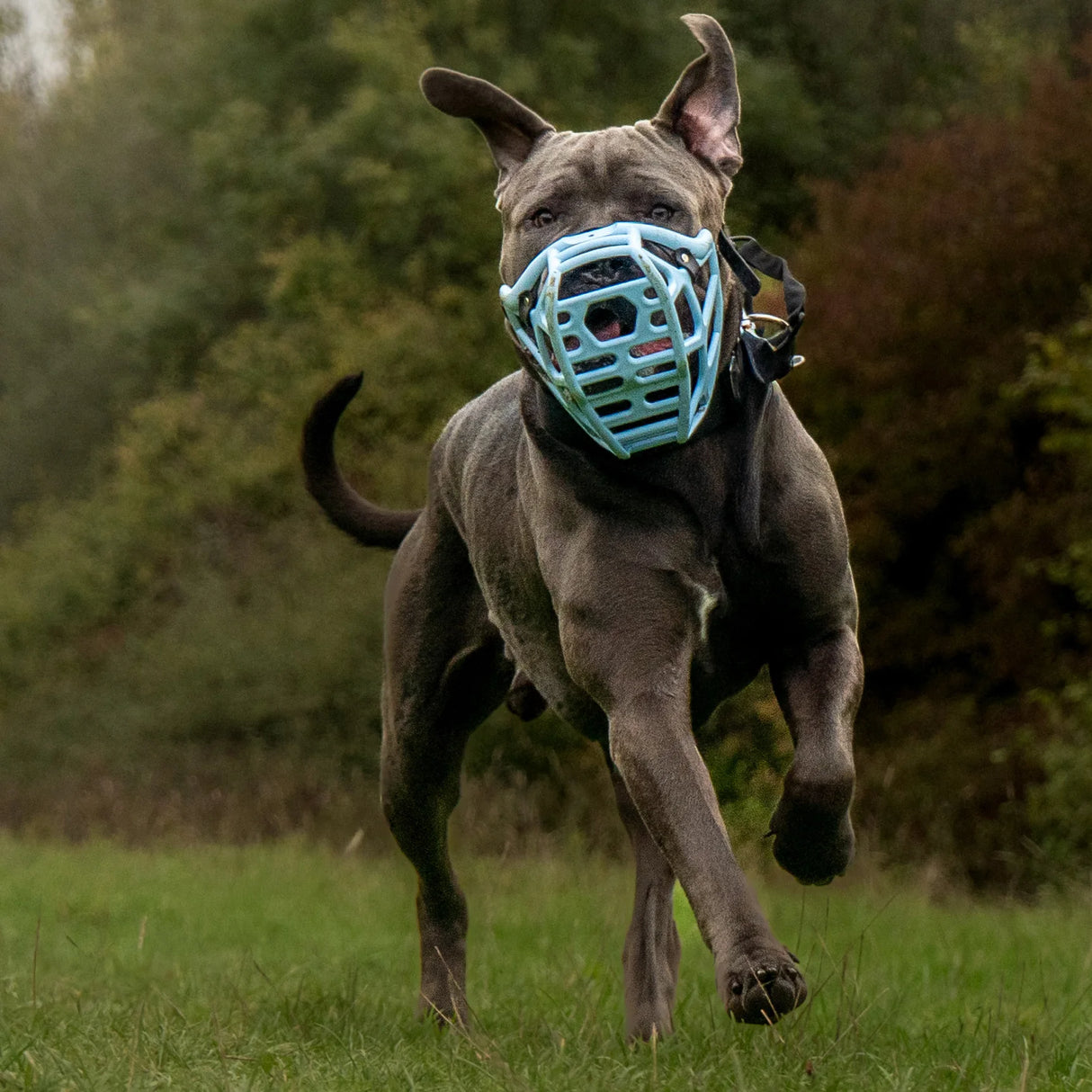 Mitzy Muzzle - Short & Wide Fit (Largest Size)