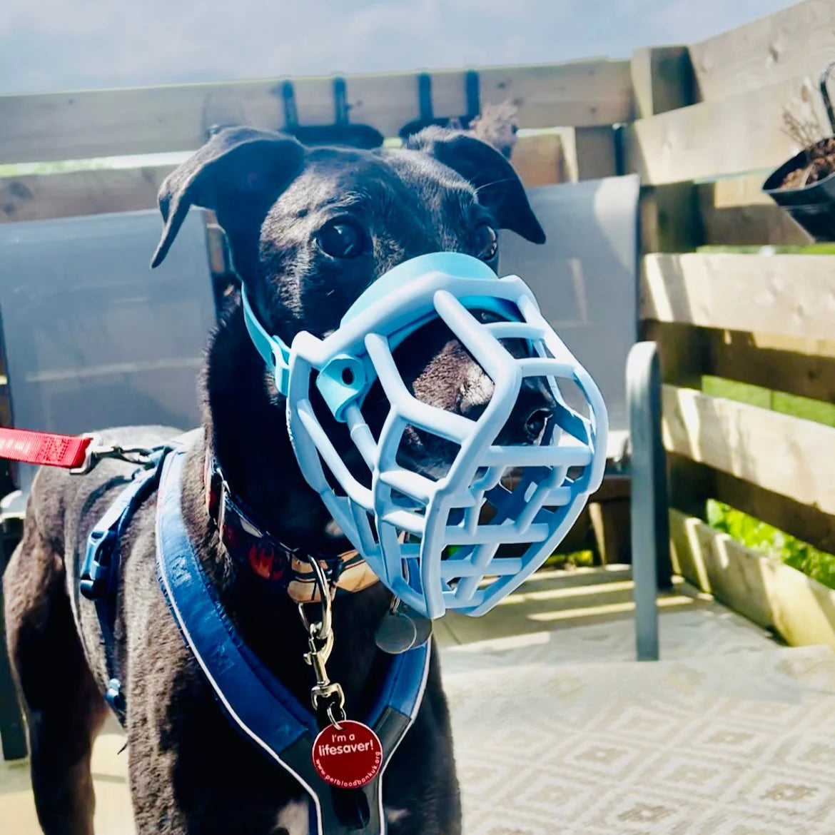 Neli Muzzle