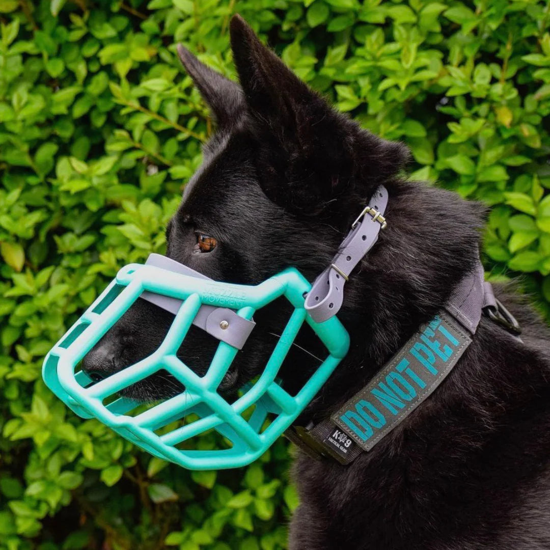 Sunny Muzzle