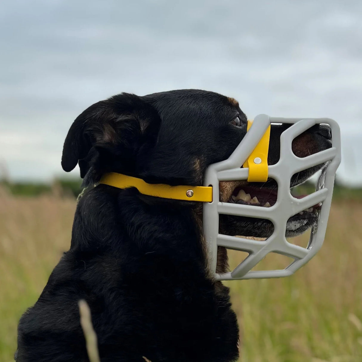 Taz Muzzle