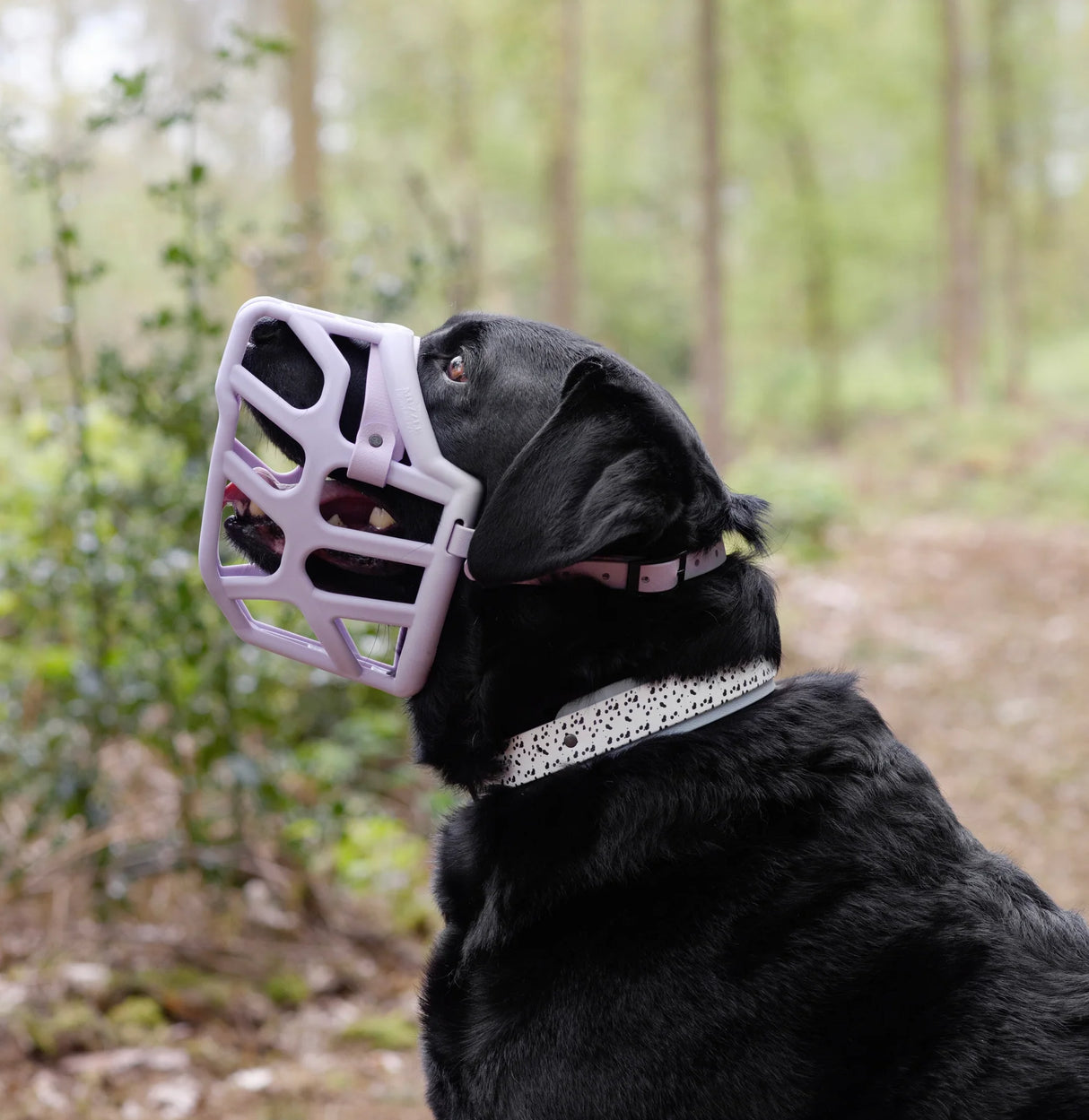 Taz Muzzle