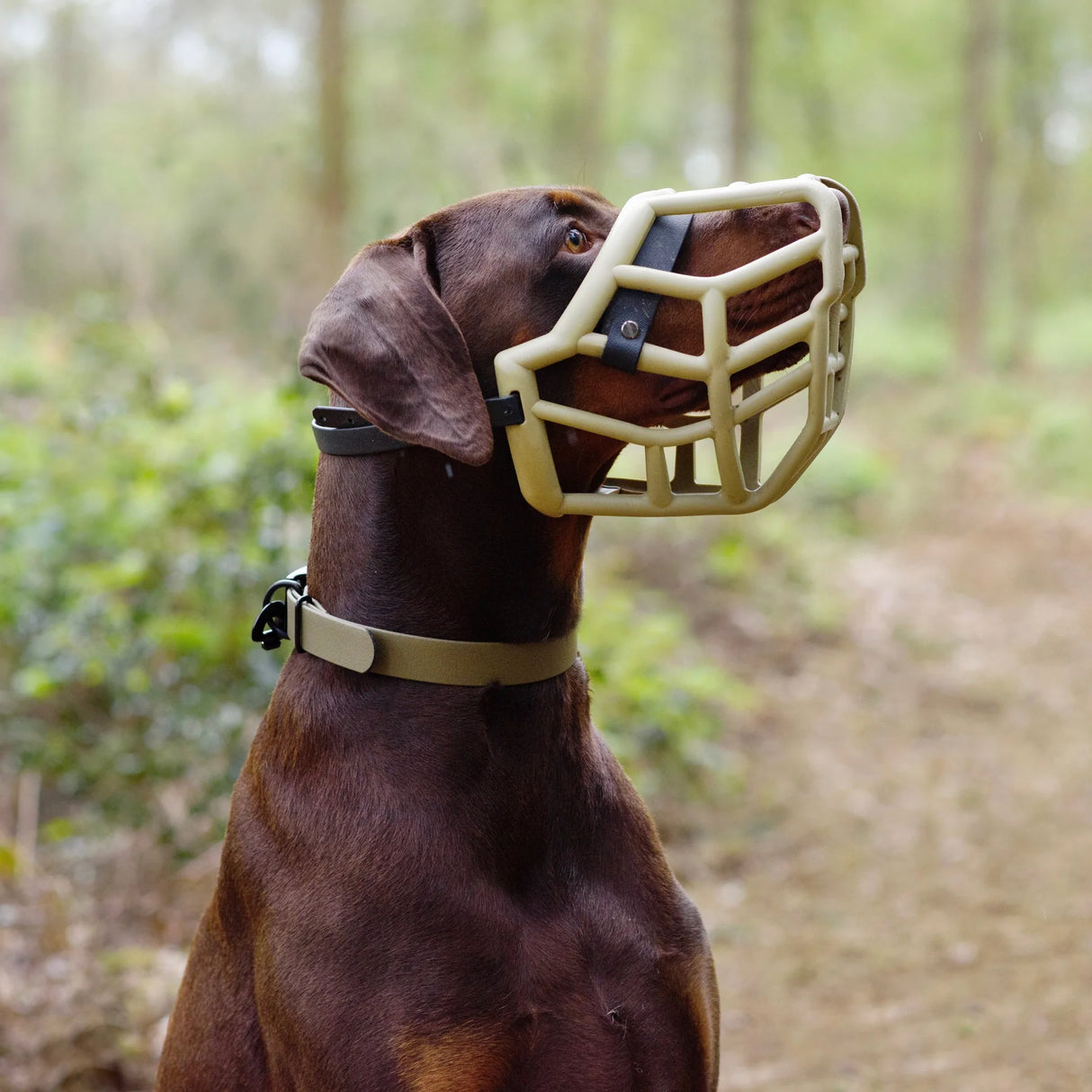 Sunny Muzzle