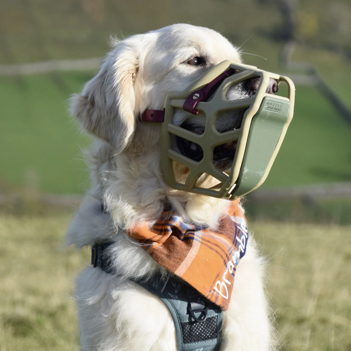 Scavenger Guard