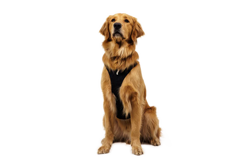 Ruffwear Ridgeline Harness (Fidlock Magnetic Buckles)