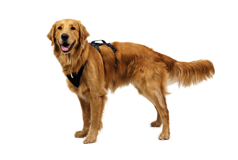 Ruffwear Ridgeline Harness (Fidlock Magnetic Buckles)