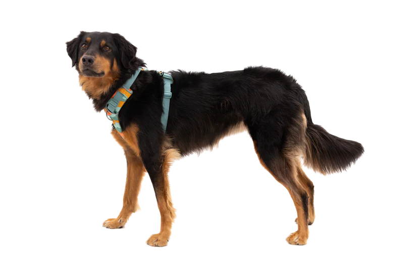 Ruffwear Front Range Dog Harness