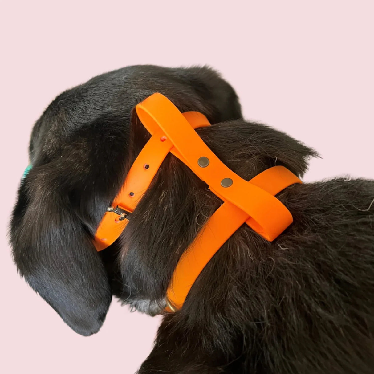 Biothane Muzzle Stop