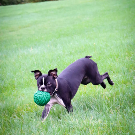 PetKore Luna Ball for dogs