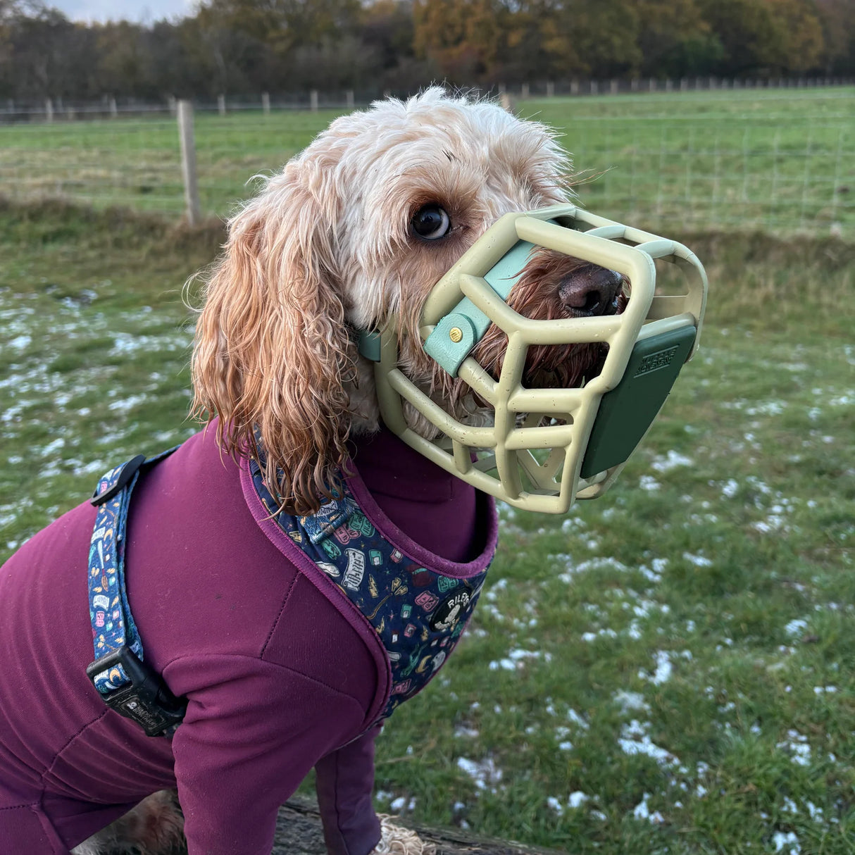 Rex Muzzle