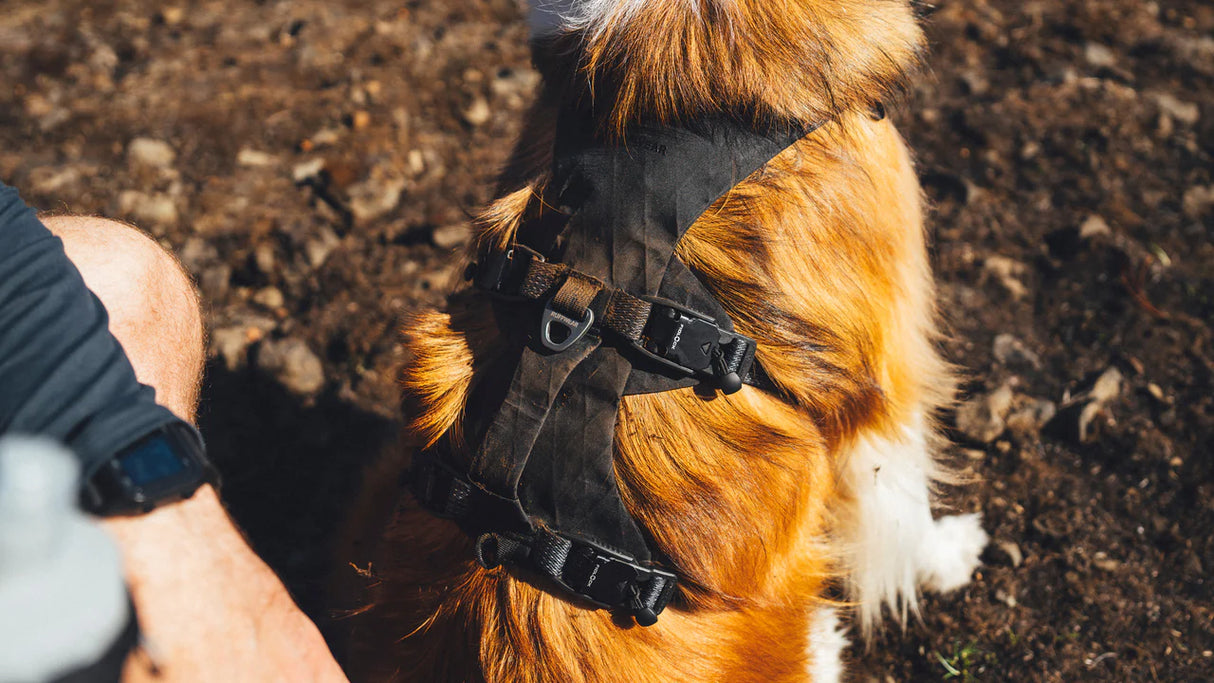 Ruffwear Ridgeline Harness (Fidlock Magnetic Buckles)
