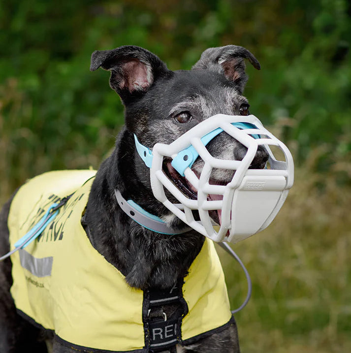 Tolly Muzzle