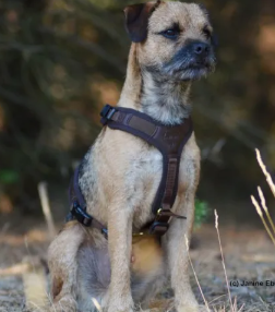 Niggeloh Blood Tracker Harness Follow Light - Brown