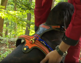 Niggeloh Blood Tracker Dog Harness Follow - 3 quick release