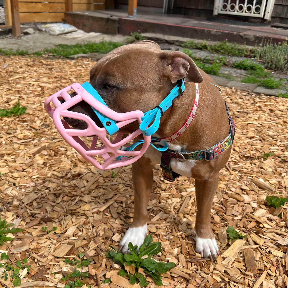 Harry Muzzle