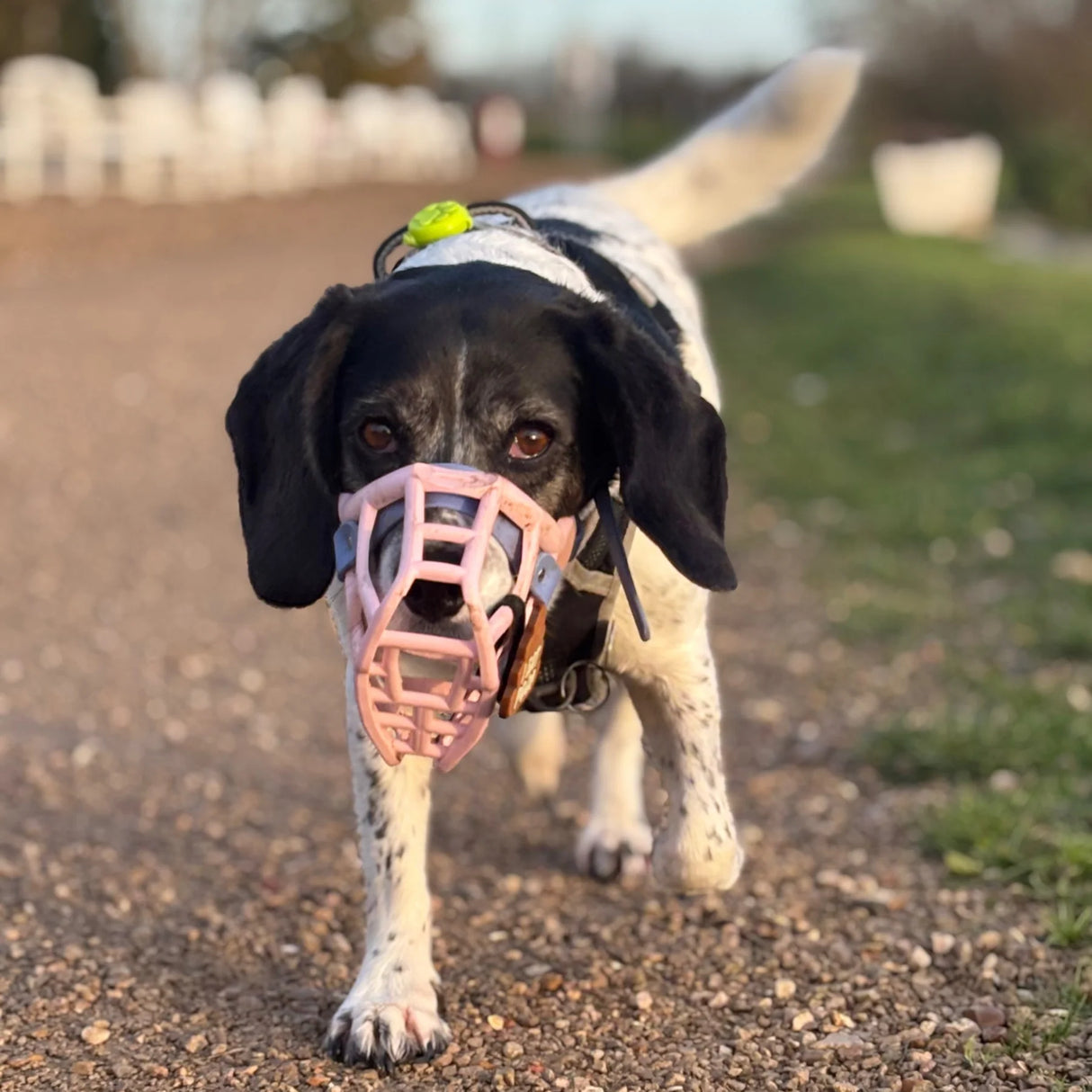 Rex Muzzle