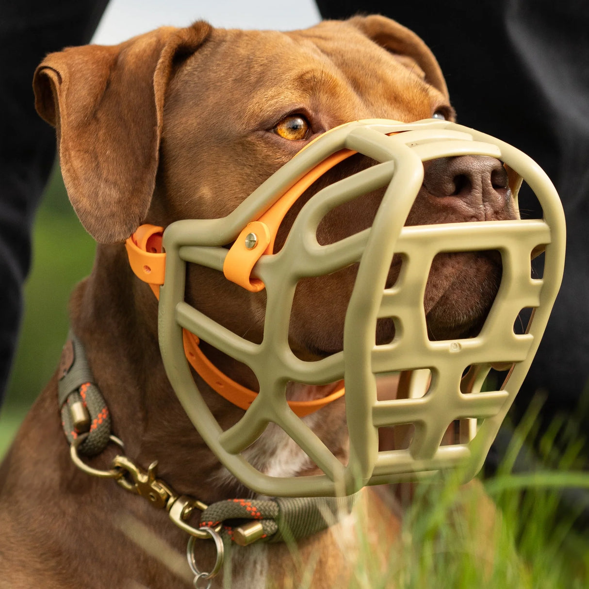 Harry Muzzle