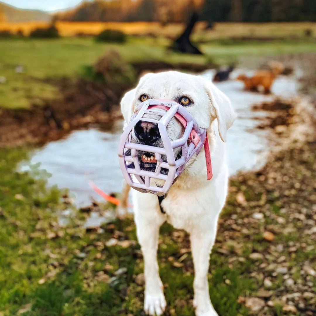 Sunny Muzzle