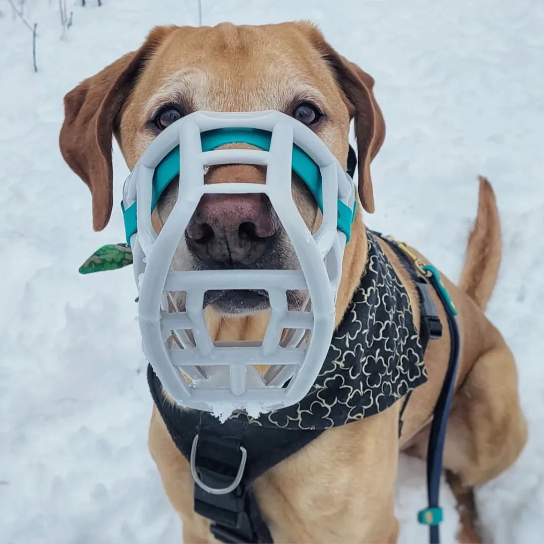 Sunny Muzzle