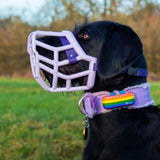 Tolly Muzzle