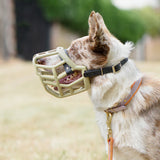 Tolly Muzzle