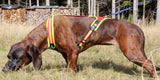 Blood Tracker Harness Follow Trail